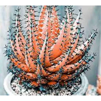 Desert Aloe Vera Plants